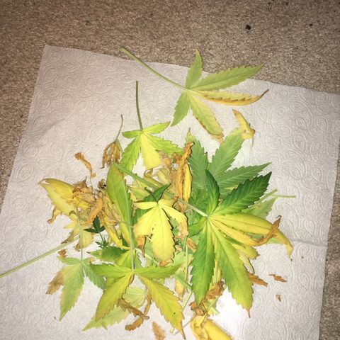 Purple Lemonade  growlog photo: Trimmed dead and dying leaves