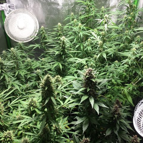 Purple Lemonade  growlog photo: Tent 