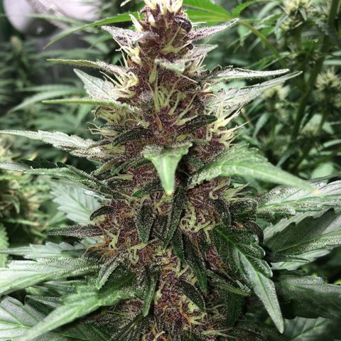 Purple Lemonade  growlog photo: PL