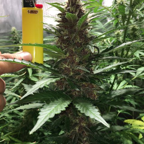 Purple Lemonade  growlog timeline photo