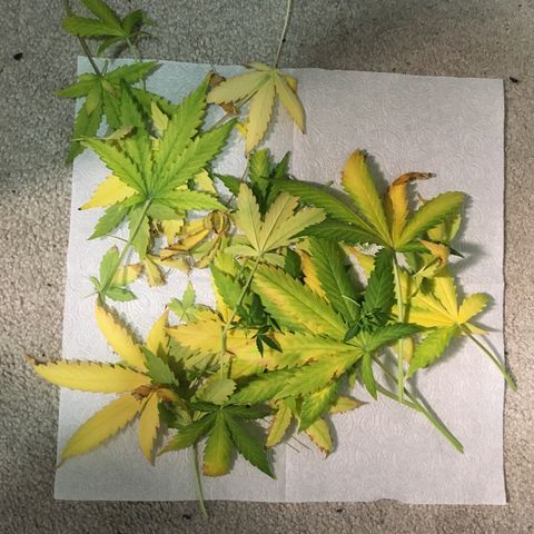 Purple Lemonade  growlog photo: Removed leaves, maybe a few that didn't need to be. None from PL.