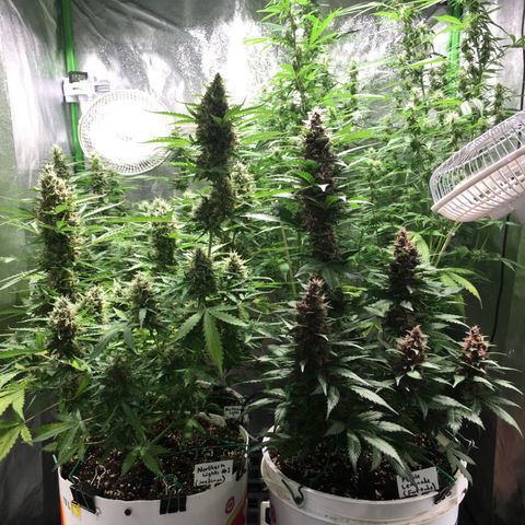 Purple Lemonade  growlog photo: ZK really got big