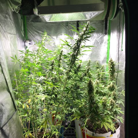 Purple Lemonade  growlog photo: ZK leaning over after realitibly strong LST.
