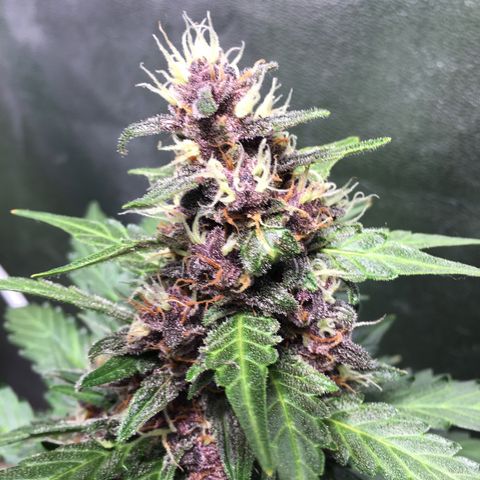 Purple Lemonade  growlog photo: PL