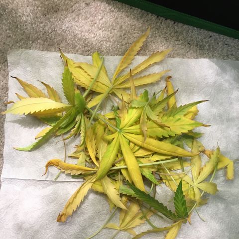 Purple Lemonade  growlog photo: More dead leaves, none from PL, maybe 2 from NL1