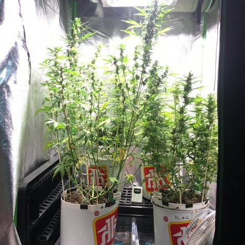 Purple Lemonade  growlog photo: Removed fromt shelf for more height. Rearranged tent