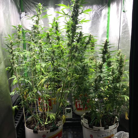 Purple Lemonade  growlog timeline photo