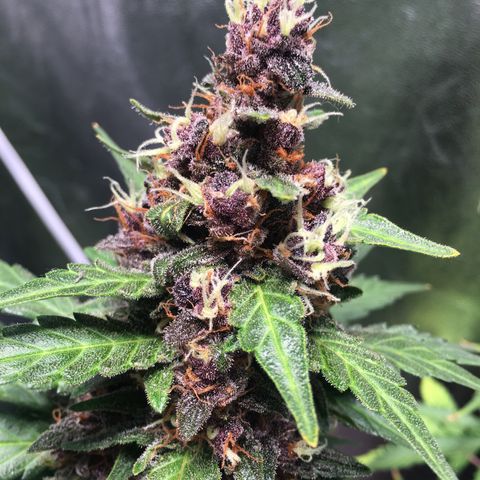 Purple Lemonade  growlog photo: Purple Lemonade 