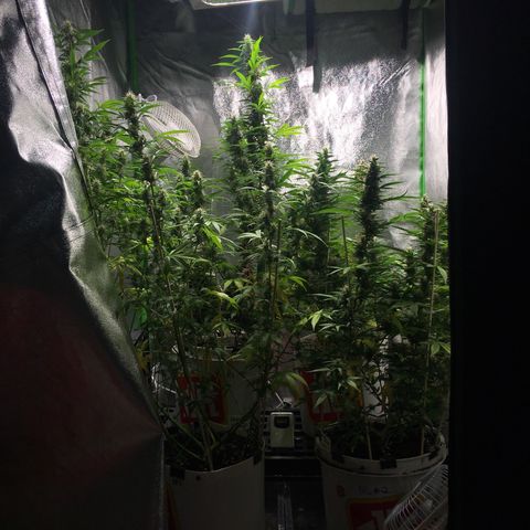 Purple Lemonade  growlog timeline photo