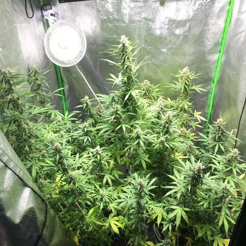 Purple Lemonade  growlog timeline photo