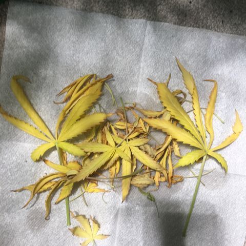 Purple Lemonade  growlog photo: Removed fully dead leaves. Only from ZK and NL2 