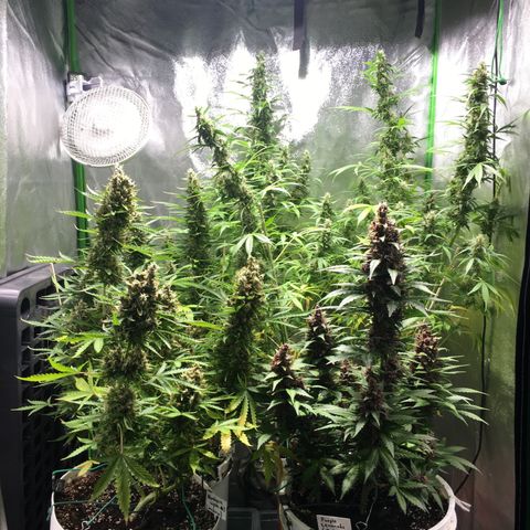 Purple Lemonade  growlog photo: Might manage to harvest all together 