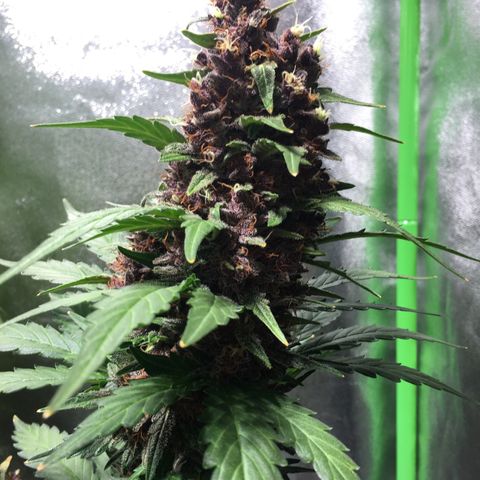 Purple Lemonade  growlog photo: Purple Lemonade 