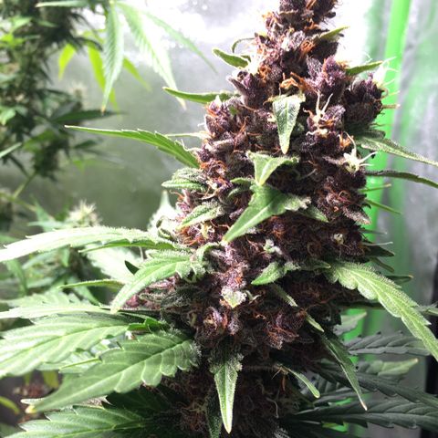 Purple Lemonade  growlog photo: PL has to be pretty close, not too worried based on Trichomes 