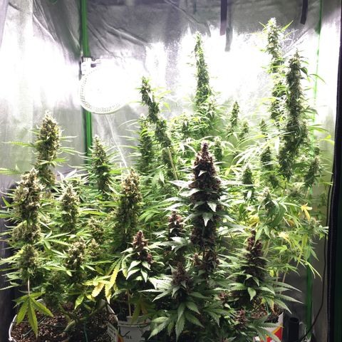 Purple Lemonade  growlog photo: Bulky looking tent :)