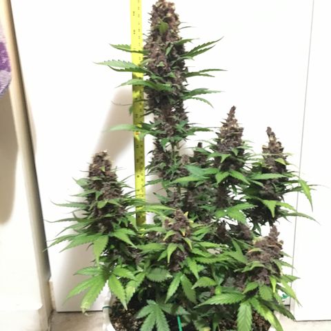 Purple Lemonade  growlog photo: PL - into darkness until tomorrow 