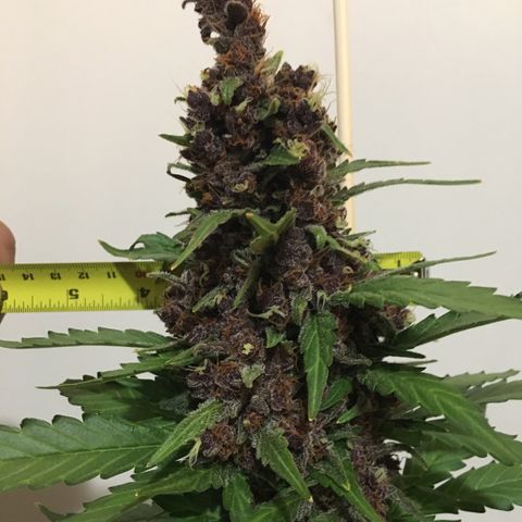 Purple Lemonade  growlog photo: PL - into darkness until tomorrow 