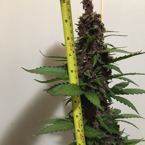 Purple Lemonade  growlog photo: PL - into darkness until tomorrow 