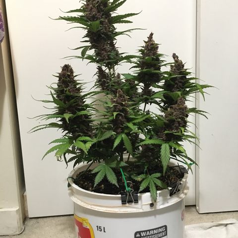 Purple Lemonade  growlog photo: PL - into darkness until tomorrow 