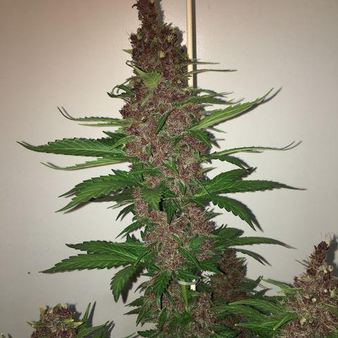 Purple Lemonade  growlog photo: PL - into darkness until tomorrow 