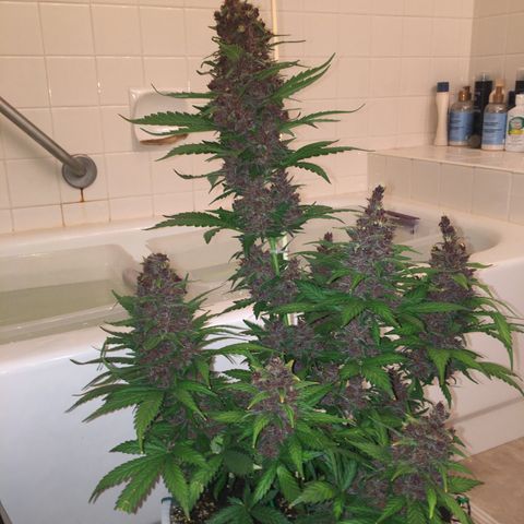 Purple Lemonade  growlog photo: Purple Lemonade chop day!
Budwash and hang, not much dirt.