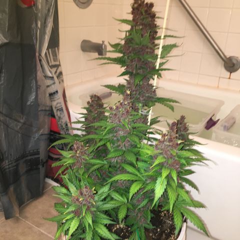 Purple Lemonade  growlog photo: Purple Lemonade chop day!
Budwash and hang, not much dirt.