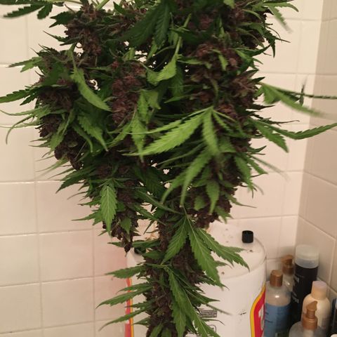 Purple Lemonade  growlog photo: Purple Lemonade chop day!
Budwash and hang, not much dirt.
