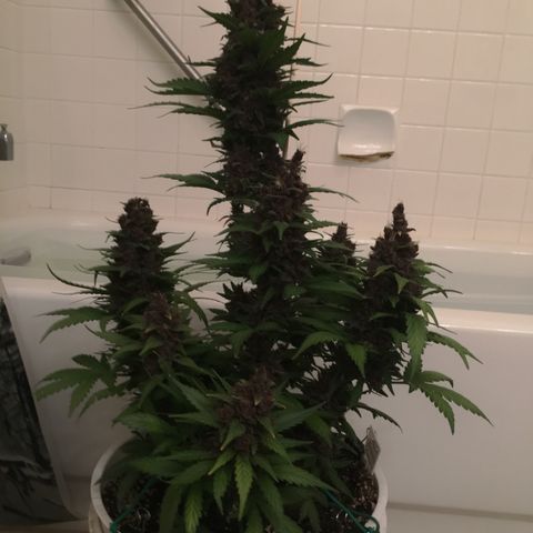 Purple Lemonade  growlog photo: Purple Lemonade chop day!
Budwash and hang, not much dirt.
