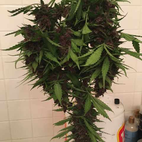 Purple Lemonade  growlog photo: Purple Lemonade chop day!
Budwash and hang, not much dirt.