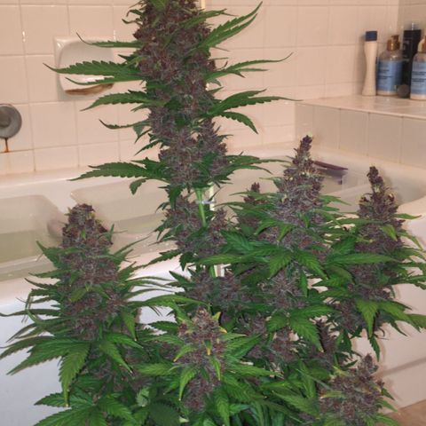 Purple Lemonade  growlog photo: Purple Lemonade chop day!
Budwash and hang, not much dirt.