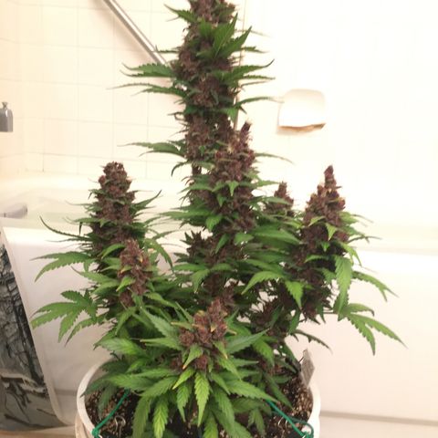 Purple Lemonade  growlog photo: Purple Lemonade chop day!
Budwash and hang, not much dirt.