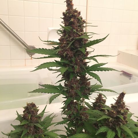 Purple Lemonade  growlog photo: Purple Lemonade chop day!
Budwash and hang, not much dirt.