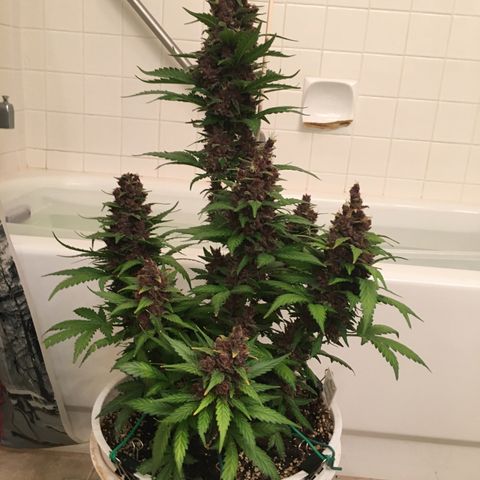 Purple Lemonade  growlog photo: Purple Lemonade chop day!
Budwash and hang, not much dirt.