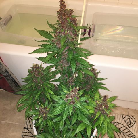 Purple Lemonade  growlog photo: Purple Lemonade chop day!
Budwash and hang, not much dirt.