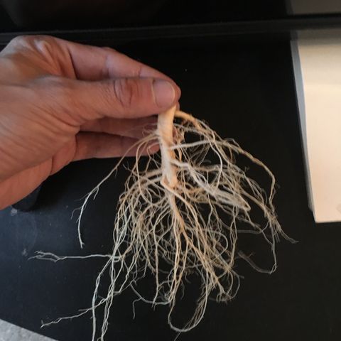 Purple Lemonade  growlog photo: PL roots were fucking tiny