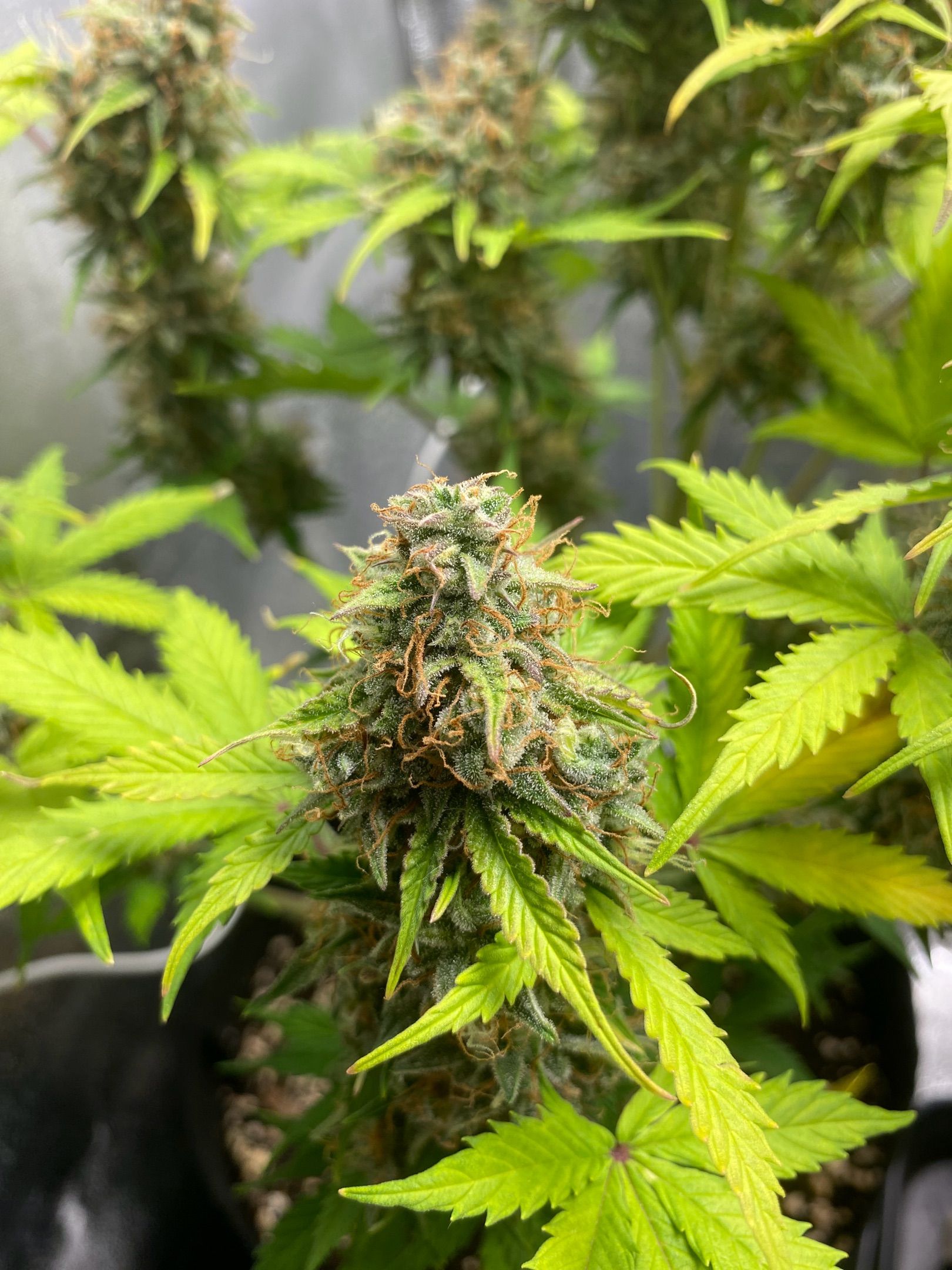 Cookie #2 growlog header