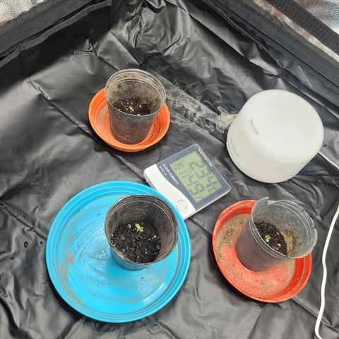 Critical Haze growlog timeline photo