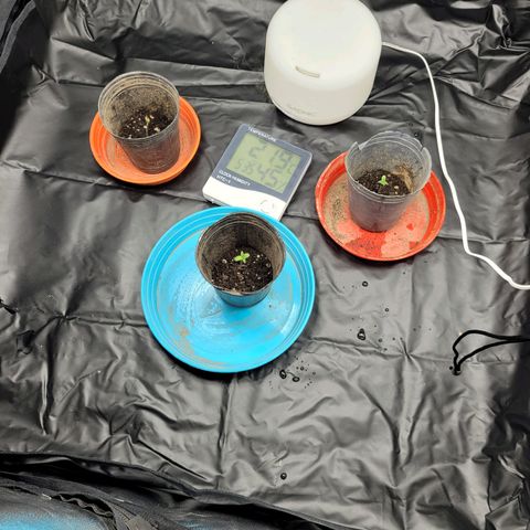 Critical Haze growlog timeline photo