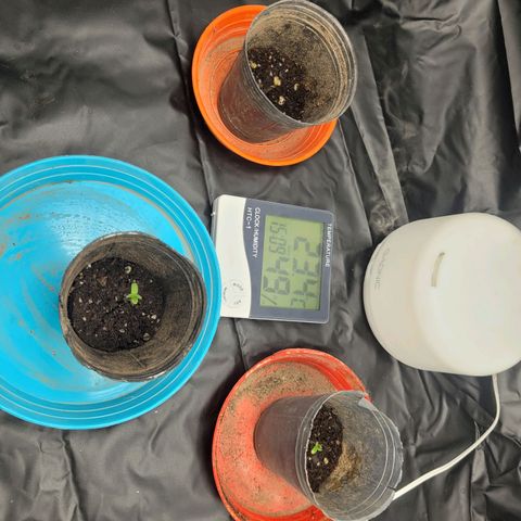 Critical Haze growlog timeline photo