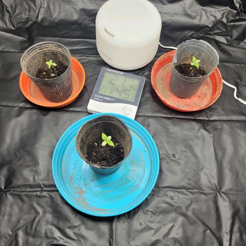 Critical Haze growlog timeline photo