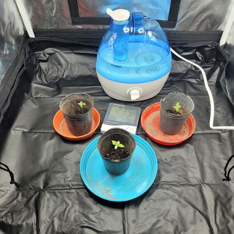 Critical Haze growlog photo: Humidificador