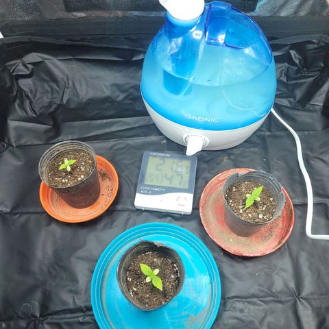 Critical Haze growlog timeline photo