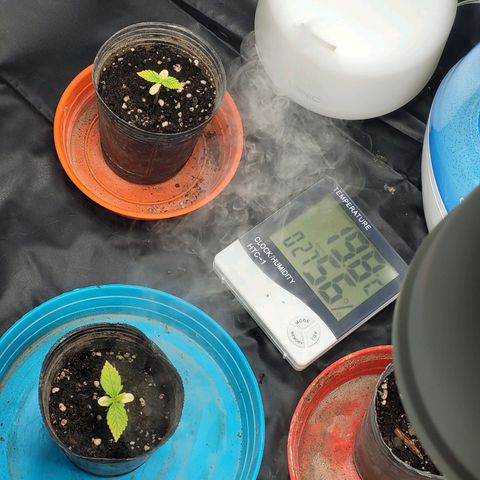 Critical Haze growlog timeline photo