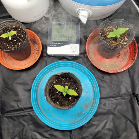 Critical Haze growlog timeline photo