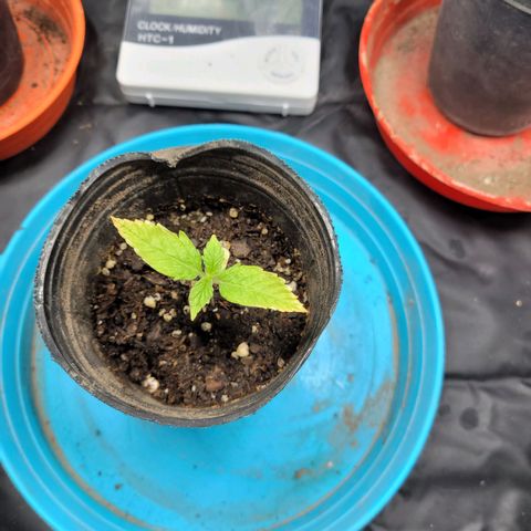 Critical Haze growlog timeline photo