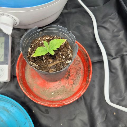 Critical Haze growlog timeline photo