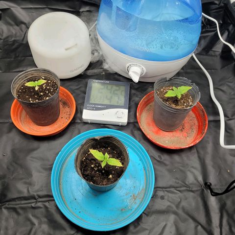 Critical Haze growlog timeline photo