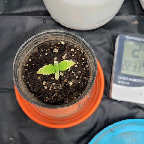 Critical Haze growlog timeline photo