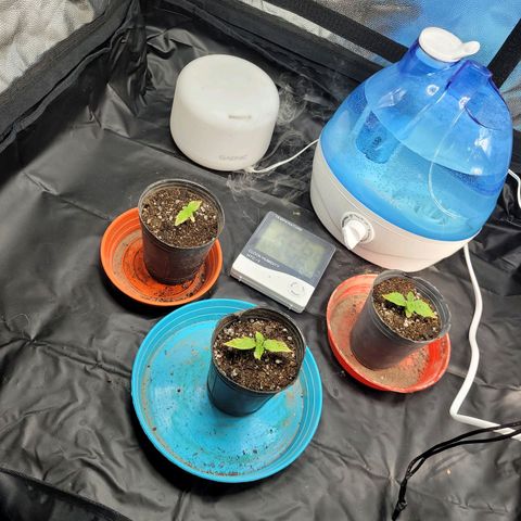 Critical Haze growlog timeline photo