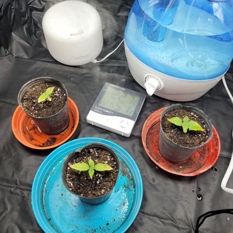 Critical Haze growlog photo: Complete sustrato y riego parcial